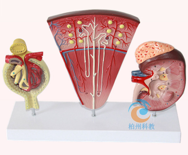 �I�c�I��λ �IС��ģ�ͣ��sС�棩