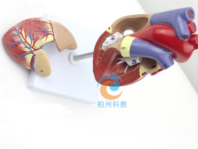 ���������K����ģ��