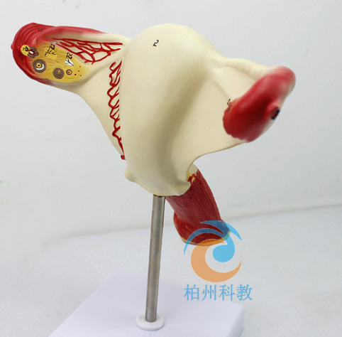 Ů�ԃ�(n��i)��ֳ������ģ��