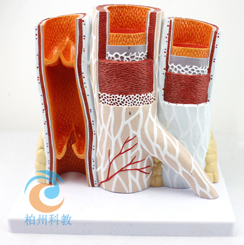 ���wѪ�ܽ���ģ����