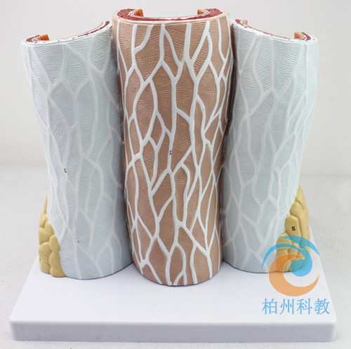 ��(d��ng)�o�}��(g��u)��ģ��