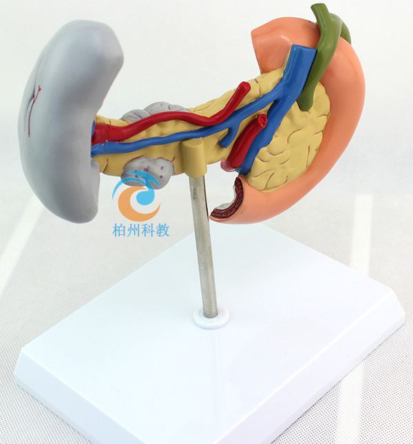 ����Ƣ��ʮ��ָ�c��׃ģ��