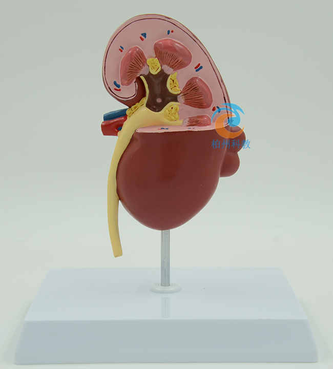 �I�K��������׃ģ��