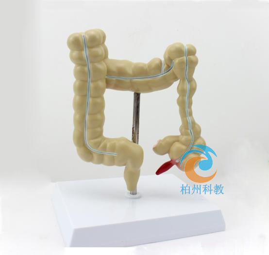 ���c��׃ģ��