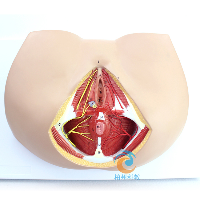 Ů�ԕ�ꎲ���(j��ng)Ѫ��ģ��