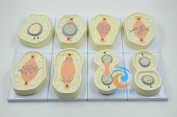 �����нz����ģ��