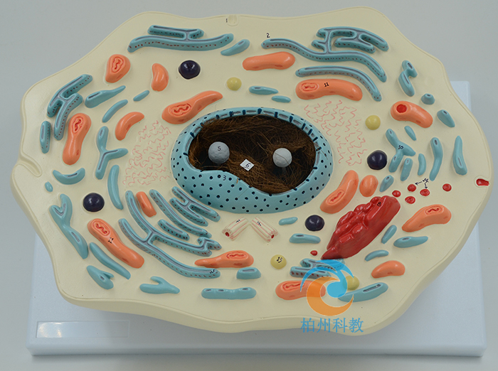 ���：��ģ��