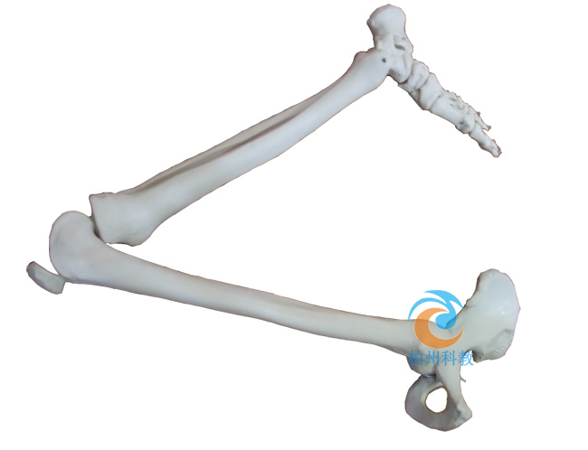 ��֫���B�y��ģ��