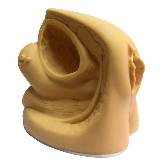 Ů��?x��n)?n��i)����ֳ������(d��o)��ģ��