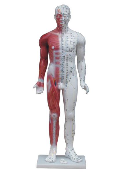 ʮ�Ľ�(j��ng)Ѩ��(bi��o)��(zh��n)ᘾ�ģ��