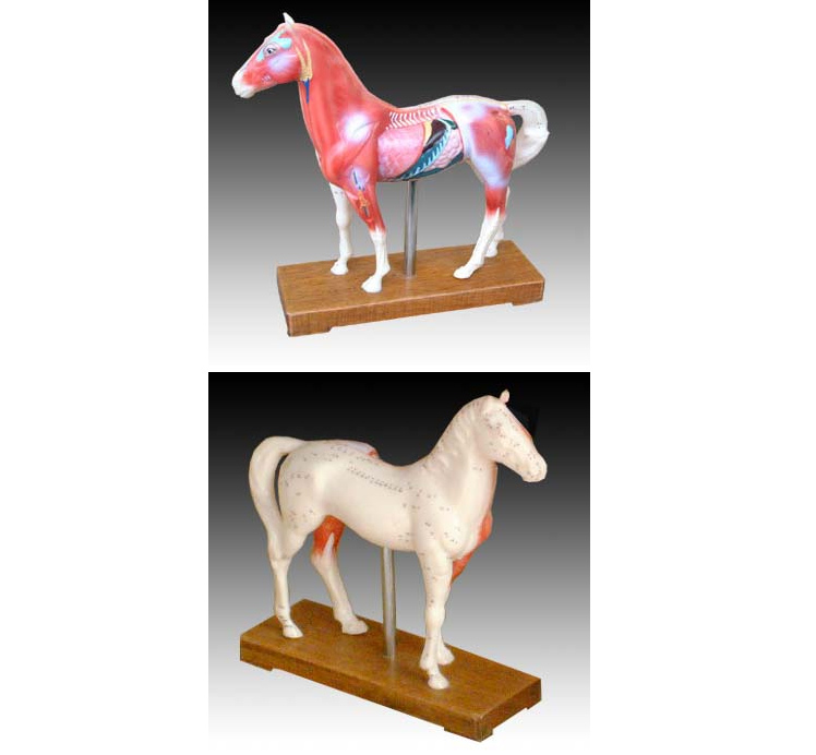 �R�wᘾ�ģ��