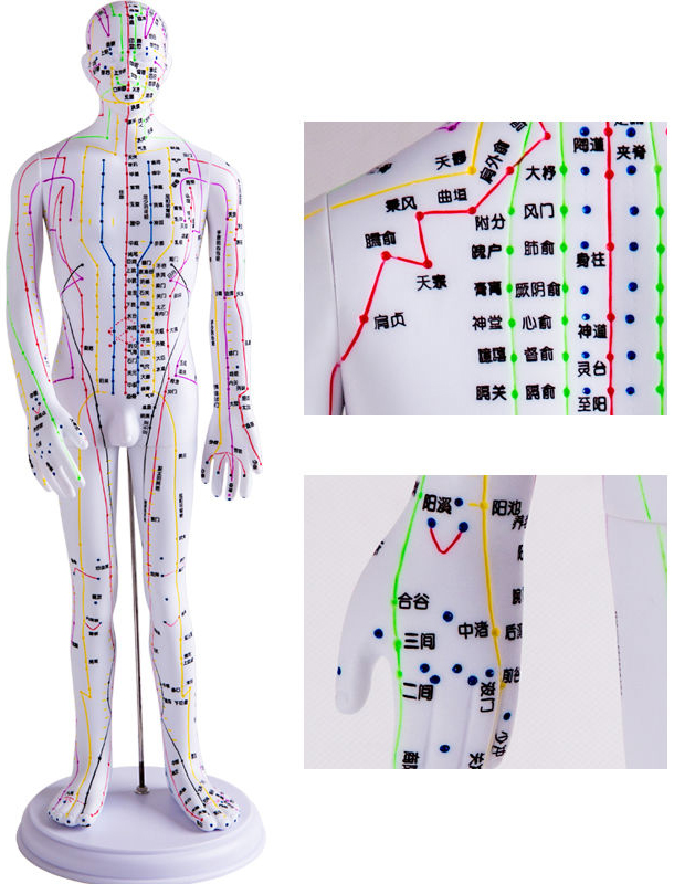 ���wᘾ�ģ��(����) 50cm