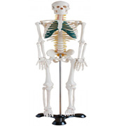 ���w����ģ��