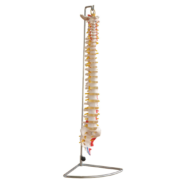 ������������ɫģ��