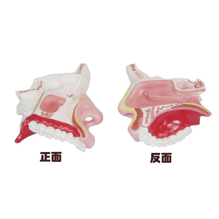 ��ǻ����ģ��