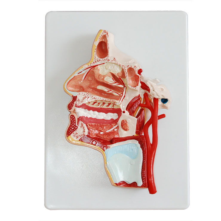 �^����(n��i)��(c��)��Ѫ����(j��ng)ģ��