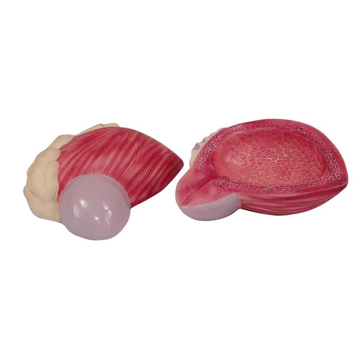 ���׷Ŵ�ģ��