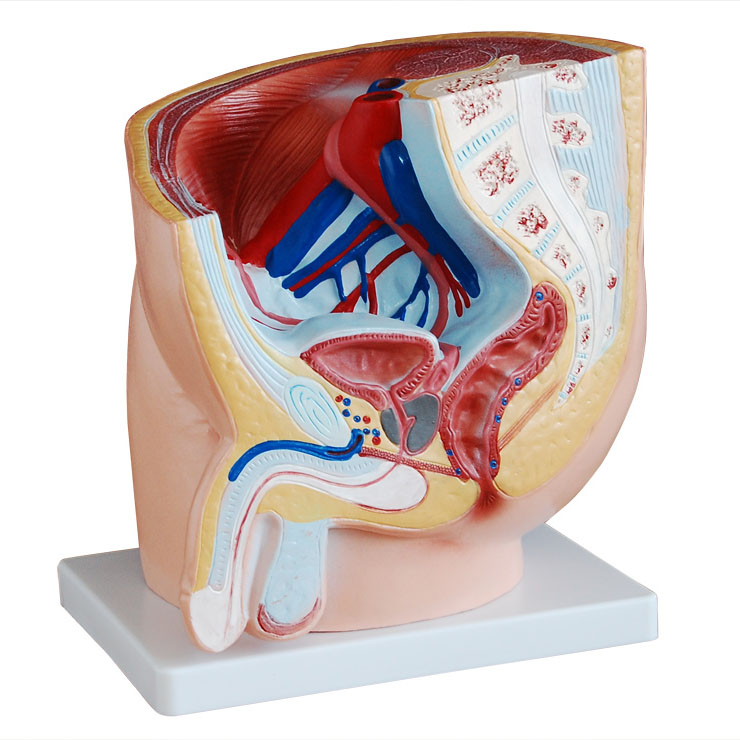 ������ǻ����ʸ�����ģ��(1��)