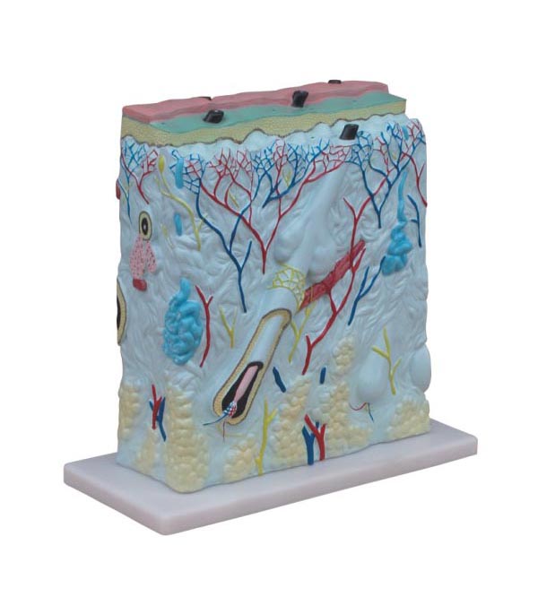 Ƥ�w�Ŵ�ģ��