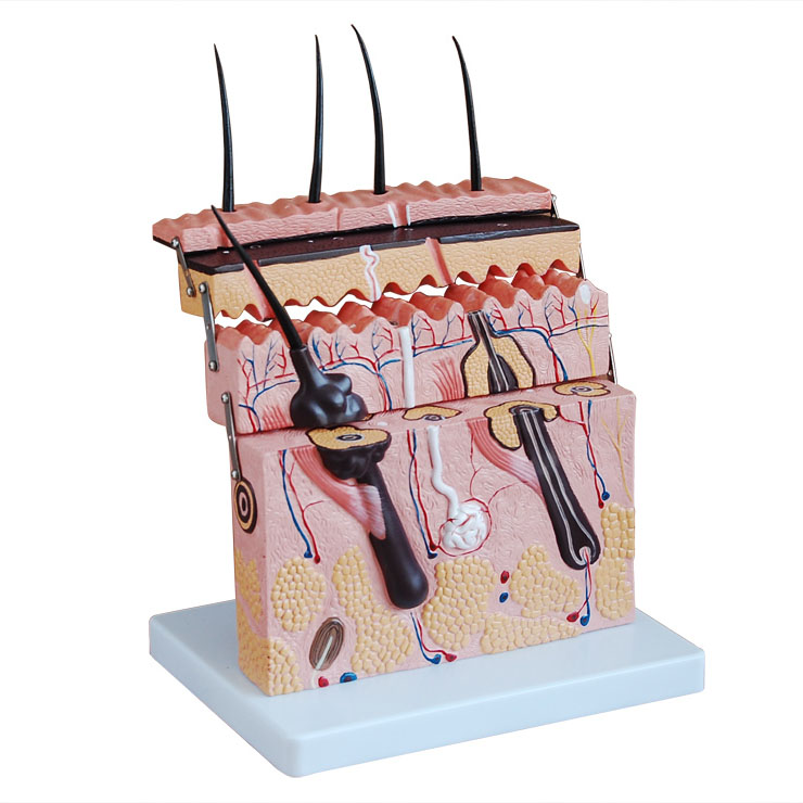 Ƥ�w�Y(ji��)��(g��u)ģ��