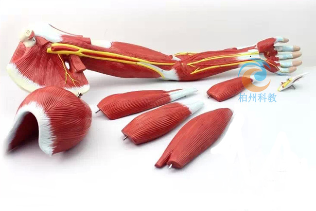 ��֫���⸽Ѫ����(j��ng)ģ��