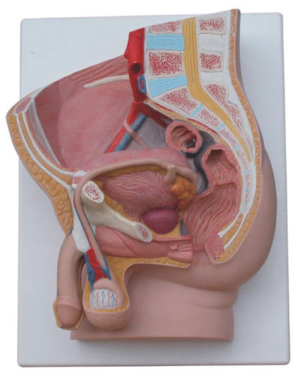 ����ʸ�����ģ��