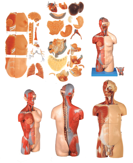 ������Ů������Ի��Q�����(n��i)�K�����_��ʽ�^�i�|��ģ��