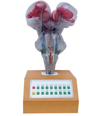 �Z����ʾ늄��X��ģ��(����)