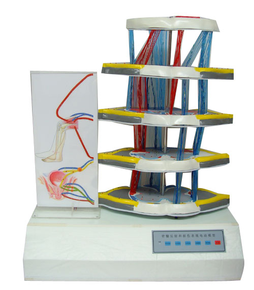 ���跴��͓p�����F(xi��n)늄�(d��ng)ģ��