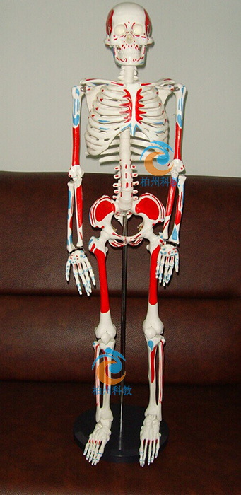 ���w������������ֹ�c��ɫģ��