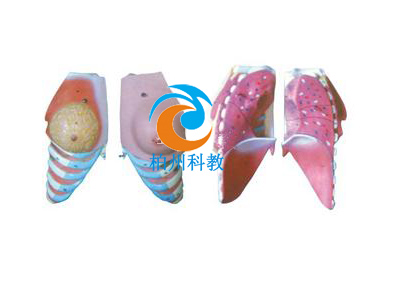 Ů���鷿����ģ��