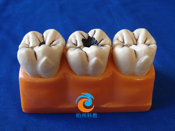 4���x�X�ֽ�ģ��