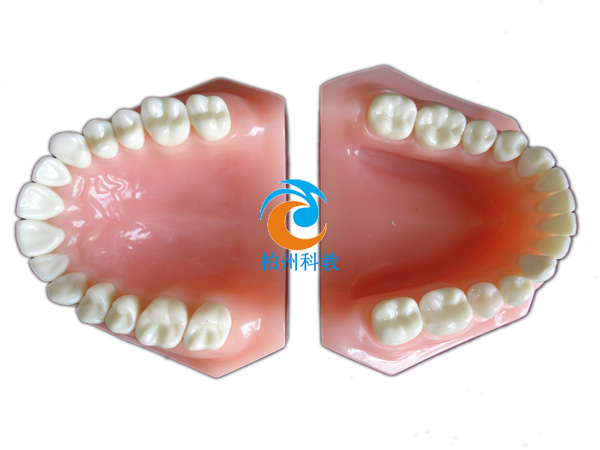 �pɫ����ģ��