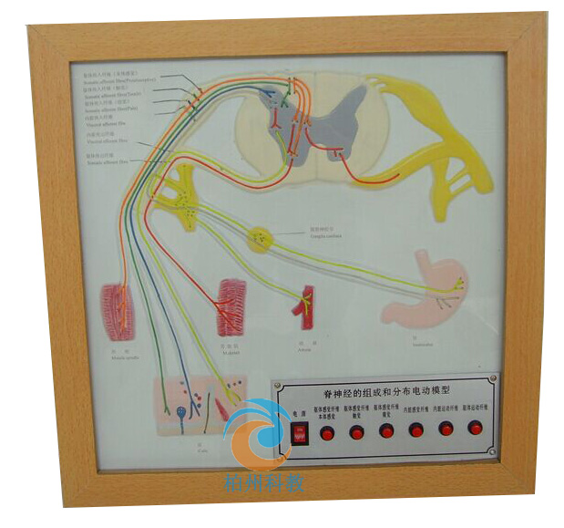 ����(j��ng)�ĽM�ɺͷֲ�늄�(d��ng)ģ��