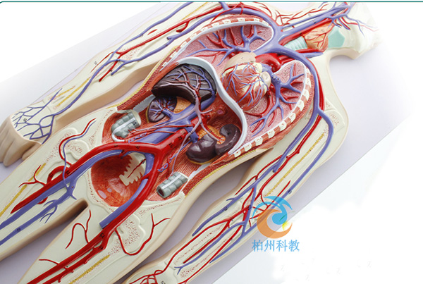 ѪҺѭ�h(hu��n)ģ��