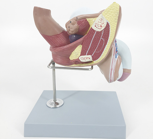 �߼����ԃ�(n��i)����ֳ��ģ��4��