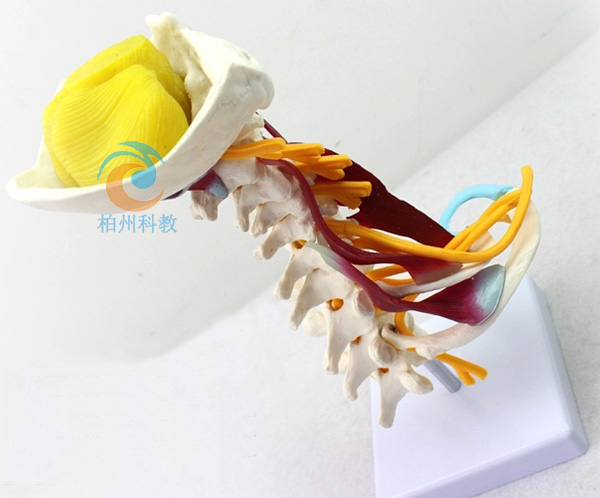 �߼��i׵������ģ��