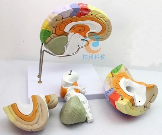 ���w���X����ģ��