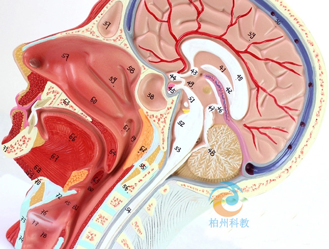 �^���\����(j��ng)Ѫ�ܼ���ģ��