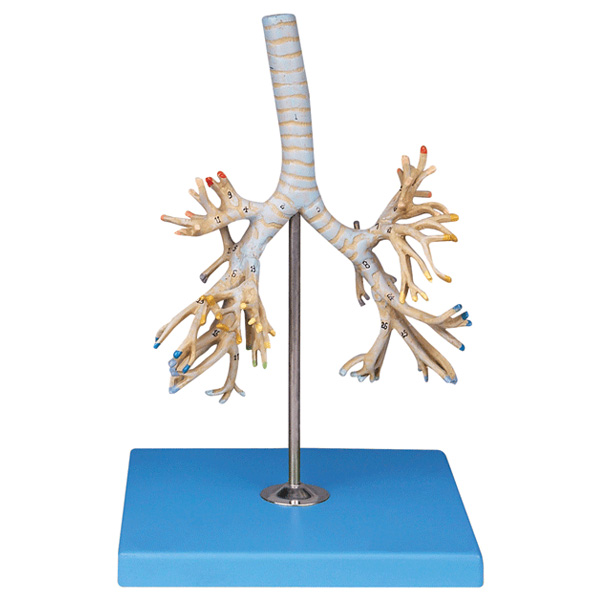 ֧��ܘ�ģ��