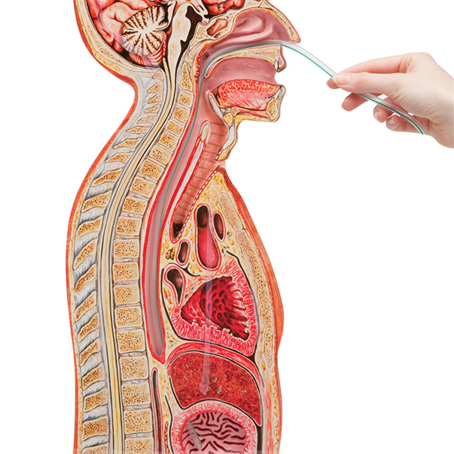 ���w����ʸ���������ģ��