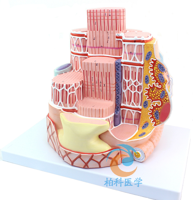 ���w�ǽY(ji��)��(g��u)�@΢�Ŵ�ģ��