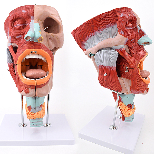 ���ʲ�����ģ��