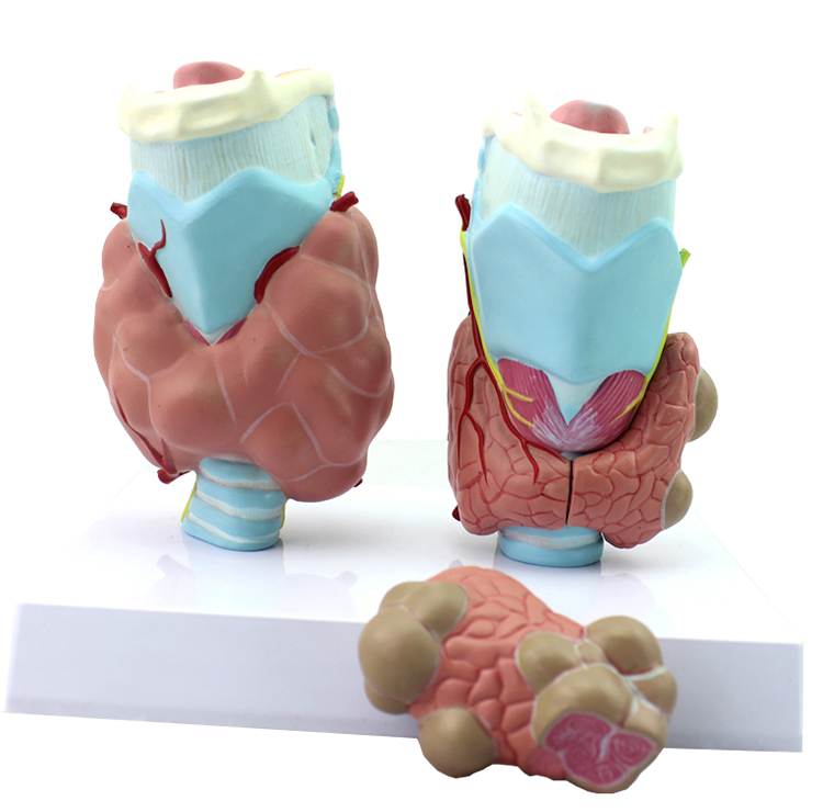 ���Y(ji��)��(g��u)�c���ܷŴ�ģ��