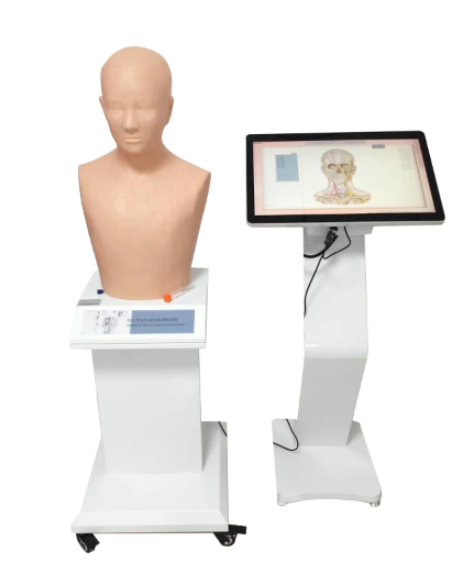 ��ý�w��(j��ng)Ѩ�W(xu��)��ᘴ̷���Ӗ(x��n)��ϵ�y(t��ng)�����|������