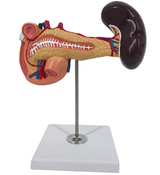 ���K����ģ��